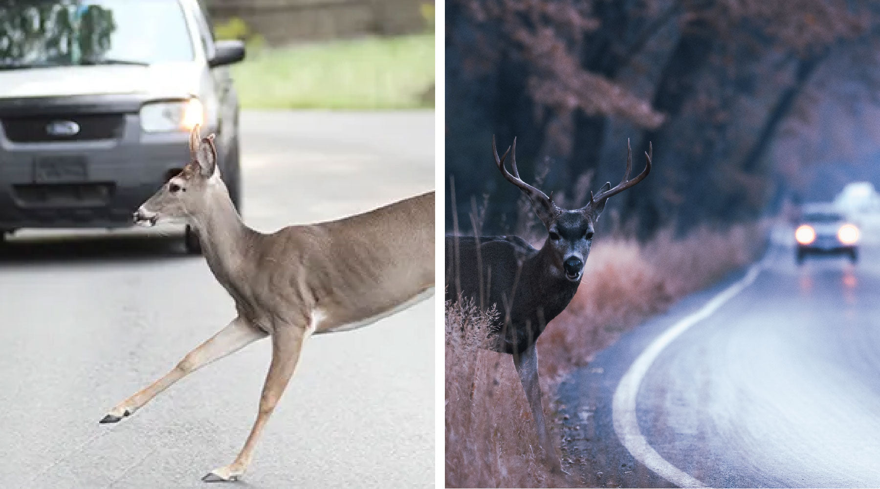 6pcs Deer Alert For Vehicles Avoids Deer Collisions Car Deer Warning Black  Ultrasonic Wildlife Warn